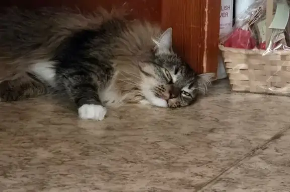 Пропала кошка, Пруссы, МО