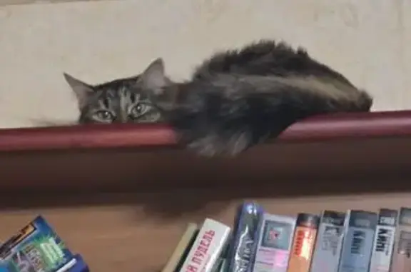 Пропала кошка, Пруссы, МО