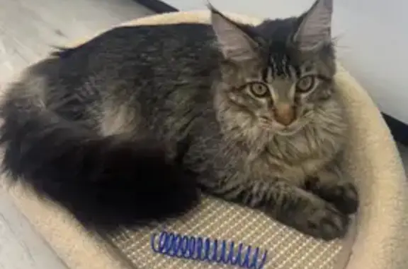 Кошки потеряшки, Истра, фото: Потеряшка кошка, Истра, 17