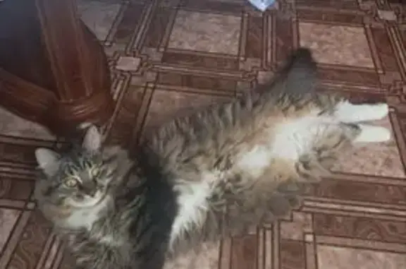 Пропала кошка, ул. Тельмана, 21, Первомайск