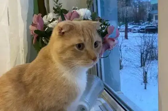 Пропала кошка Персик, Монино, Песочная 30А