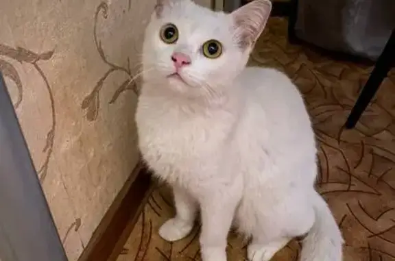 Найдена кошка, Ярославль, фото: Кот найден: ул. Володарского, Ярославль