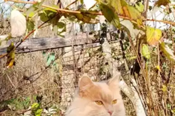 Объявления о пропавших и найденных животных, Удомельский муниципальный округ, фото: Пропала кошка в Тверской области