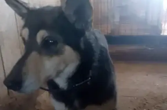 Найдена собака, Камышловский городской округ, фото: Собака найдена: Ирбитская 66, Камышлов