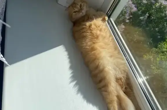 Кошки потеряшки, Брянск, фото: Потеряшка кошка, Орловская ул. 13, Брянск