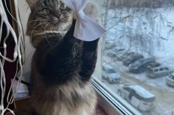 Кошки потеряшки, Набережные Челны, фото: Потеряшка кошка, Набережные Челны, 41/05