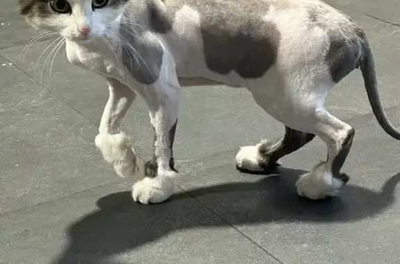 Кошки потеряшки, Баклаши, фото: Потеряшка кошка, 1-я Рябиновая ул., Баклаши