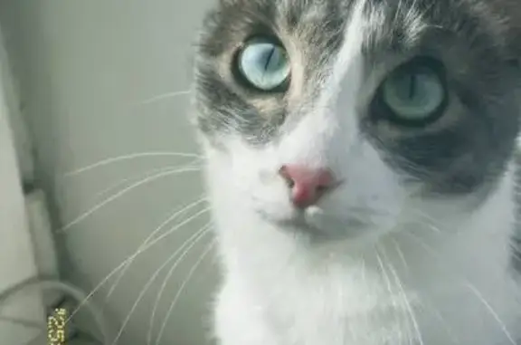 Кошки потеряшки, Зеледеевский сельсовет, фото: Потеряшка кошка, Крючково, ул. Березовая