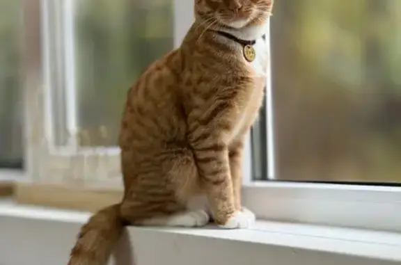 Кошки потеряшки, Москва, фото: Потеряшка кошка Том, Филёвская наб., Москва