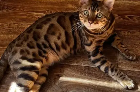 Кошки потеряшки, Краснодар, фото: Потеряшка бенгальская кошка, ул. Горького 110/1