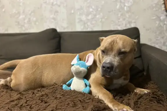 Найдена собака, Новодвинская 38, Волгоград