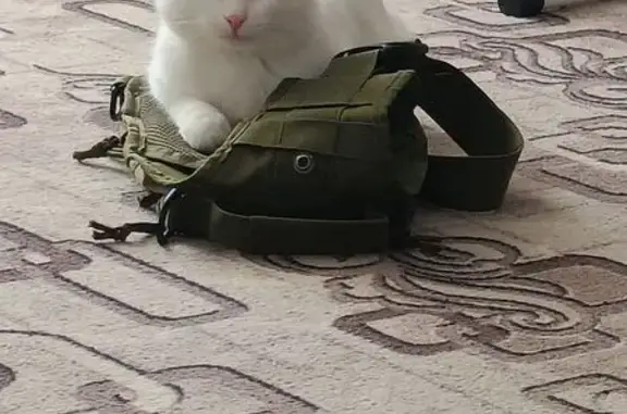 Кошки потеряшки, Энгельс, фото: Потеряшка кошка, Кленовая 53, Энгельс