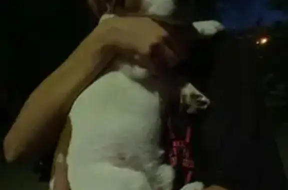 Найдена собака, ул. Доватора, 19, Липецк