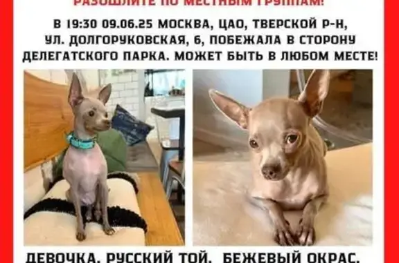 Собаки потеряшки, Москва, фото: Потеряшка собака, Долгоруковская ул. 6