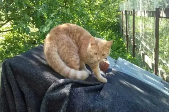 Пропала кошка, ул. Железнодорожная, Песочный