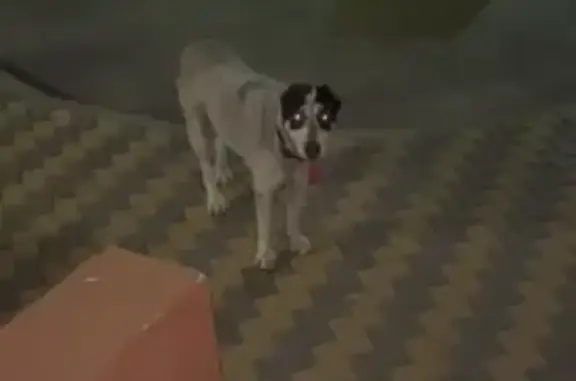 Найдена собака, , фото: Найдена собака, ул. Костычева, 7 к1, Рязань