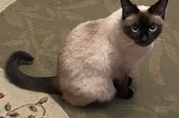 Кошки потеряшки, Краснодар, фото: Потеряшка кошка, ул. Костылёва, 23, Краснодар