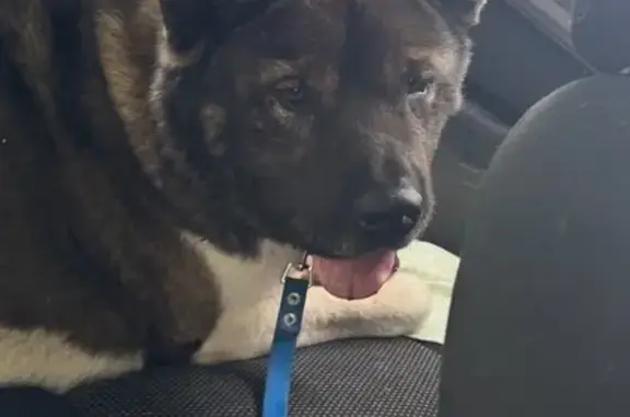 Акита найдена на пл. Ленина, Воронеж