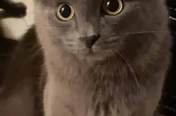 Кошки потеряшки, Доры, фото: Потеряшка кошка на 46Н-05011, Доры