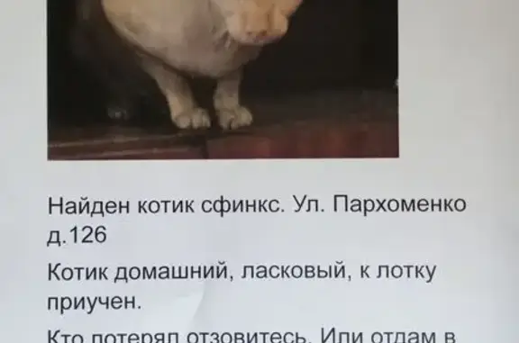 Кошка найдена: Пархоменко 126,...