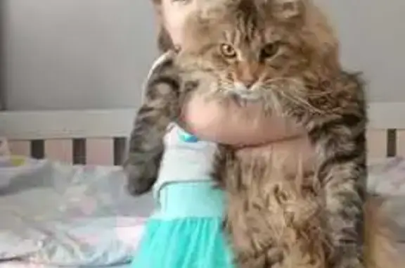 Кошки потеряшки, Черёмное, фото: Потеряшка кошка, Школьная ул., 44, Черёмное