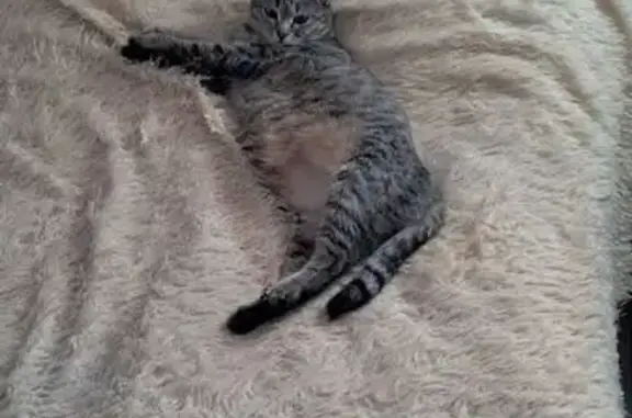 Кошки потеряшки, Иркутск, фото: Потеряшка кошка, Ленинградская 108А, Иркутск