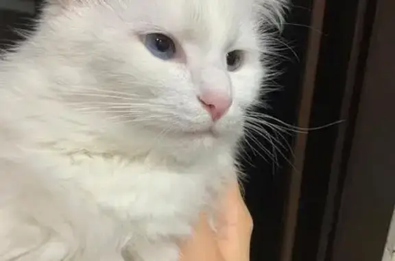 Пропала кошка, ул. Блюхера, Ишимбай