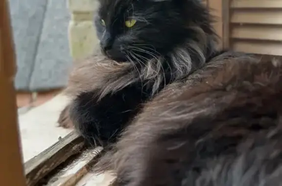 Пропала кошка, Люберцы, Шевлякова 9