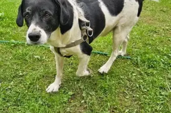 Собака найдена: Скворцова-Степанова, 87