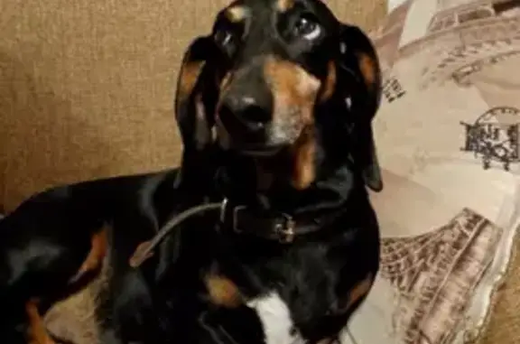 Боровичи: найдена собака, Псковская дорога