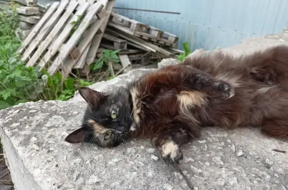 Найдена кошка, Октябрьская 33, Тула