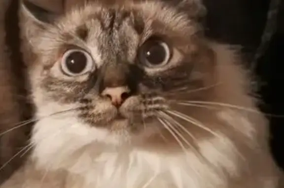 Кошки потеряшки, Дивногорск, фото: Потеряшка сиамская кошка, ул. Полевого