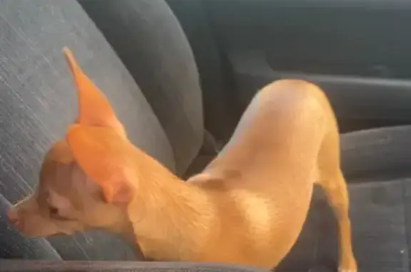 Объявления о пропавших и найденных животных, Канск, фото: Пропала собака, 9-я ул. Герцена, 6, Канск