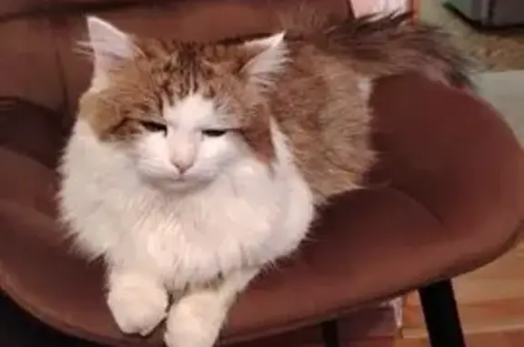 Пропала кошка, Яблочная ул., 18, Волгоград