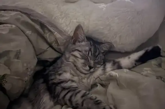 Кошки потеряшки, Шарыпово, фото: Потеряшка кошка, 7 Пушистая, Шарыпово