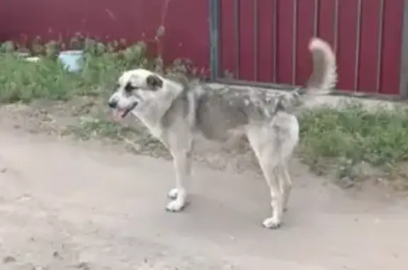 Пропала собака, СНТ, Лесная ул., Воронеж