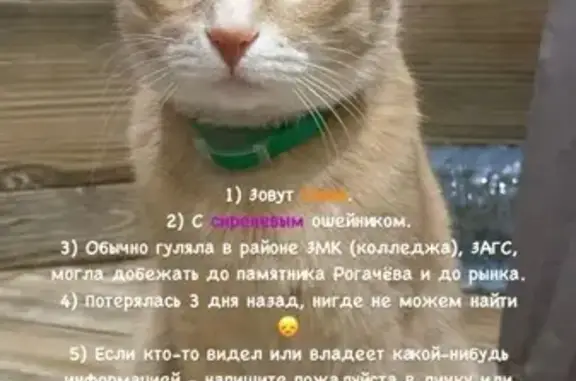 Пропала кошка, ул. Карла Маркса 5, Зеленодольск