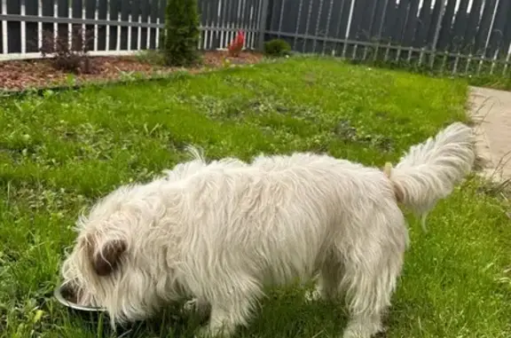 Найдена собака, Батайск, фото: Собака найдена: Красноярская ул, 87, Батайск