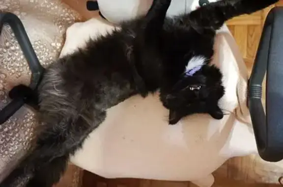 Кошки потеряшки, Белёв, фото: Потеряшка кошка, Привокзальная 31, Белёв