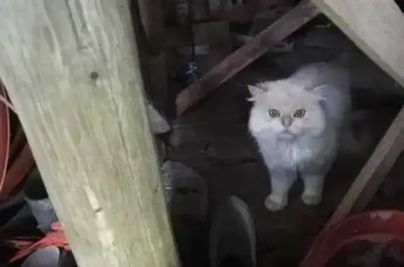 Кошка найдена: Старое Селезнево, Ярославль - photo