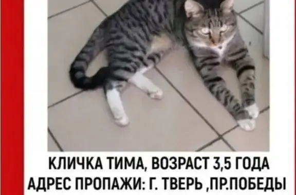 Пропала кошка, пр. Победы, 43, Тверь
