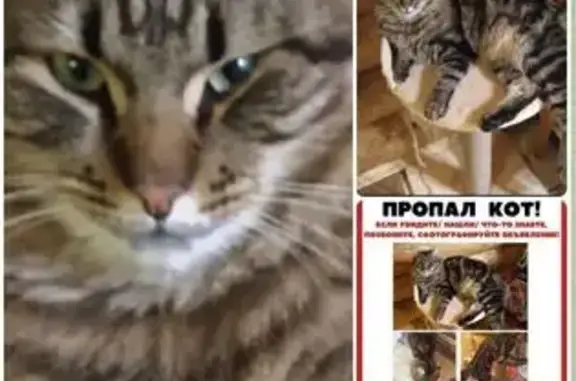Пропал кот, МО, ул. Московская, 228