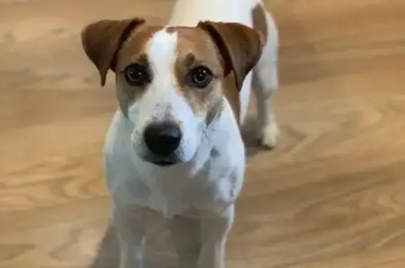 Найдена собака, ул. Достоевского, 37