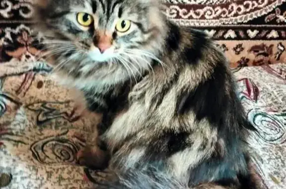 Пропала кошка, Долгая ул., 9, Пенза