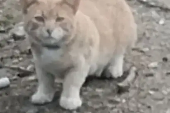 Найдена кошка, , фото: Кошка найдена: ул. Соревнование, 24