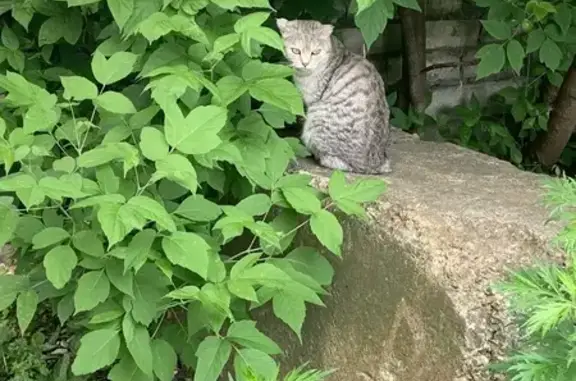 Найдена кошка, Брянск, фото: Кошка найдена у мусорок, 2-я Мичурина 13