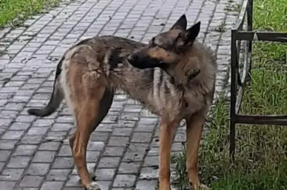 Собака найдена на ул. Решетникова, СПб