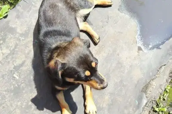 Ласковая собака ищет хозяина, 32К-2, Новокузнецк