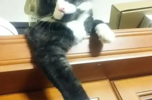 Кошки потеряшки, Жодино, фото: Потеряшка кошка, пр. Мира, 9А, Жодино