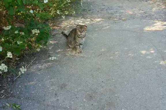 Кошка найдена у завода, ул. Пушкина, 45Ж